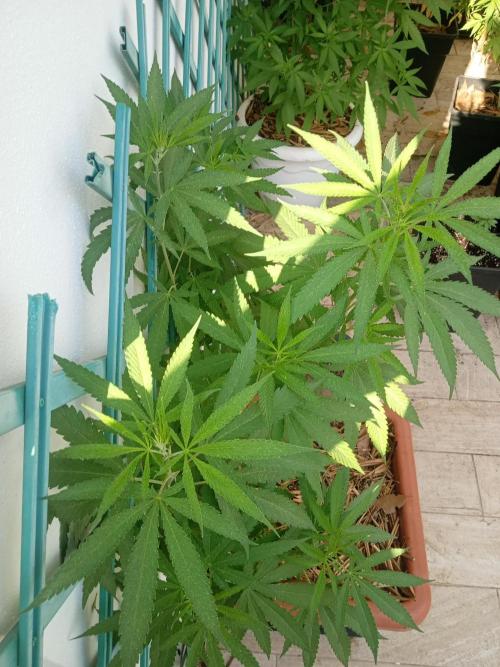 (Lemon mandarine) Poor Summer extra part. Week 11