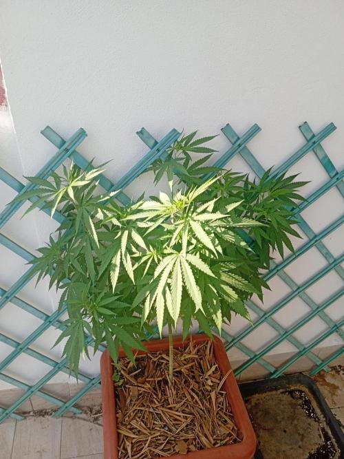 (Lemon mandarine) Poor Summer extra part. Week 11