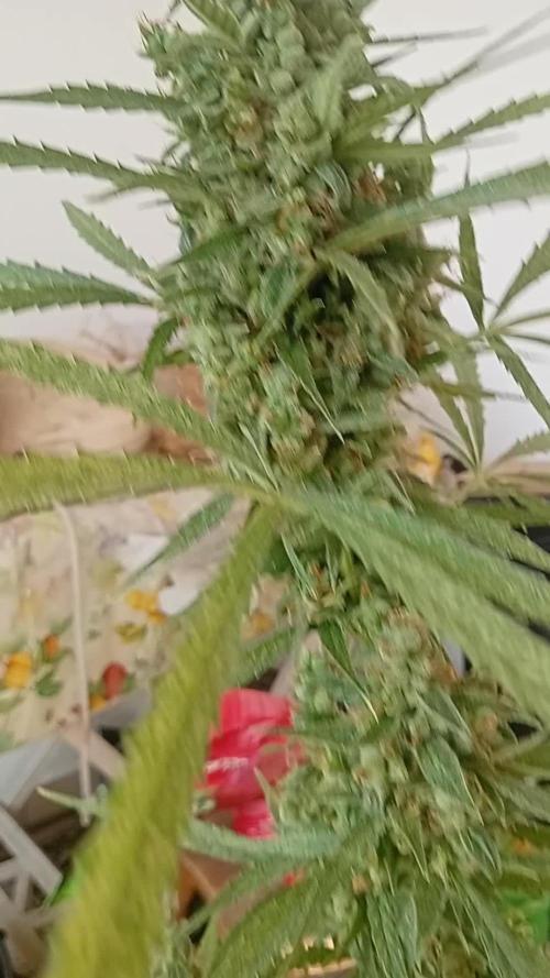 (afghan kush auto) poor Summer part 1