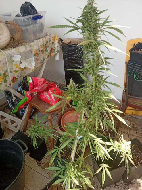 (afghan kush auto) poor Summer part 1. Week 12