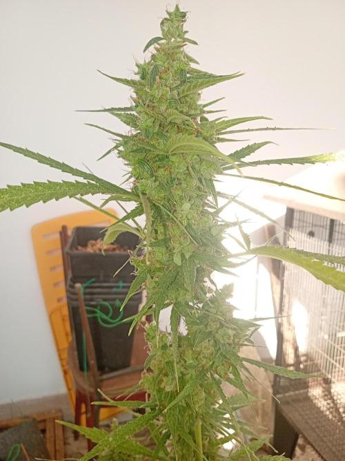 (afghan kush auto) poor Summer part 1. Week 12
