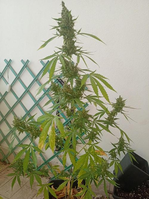 (afghan kush auto) poor Summer part 1. Week 12