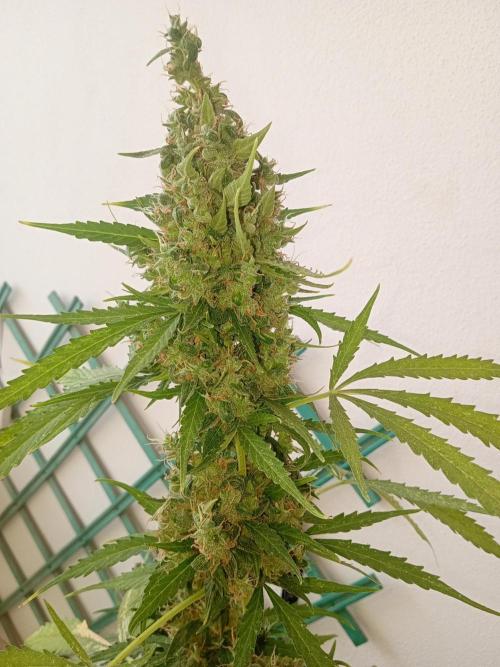 (afghan kush auto) poor Summer part 1. Week 12