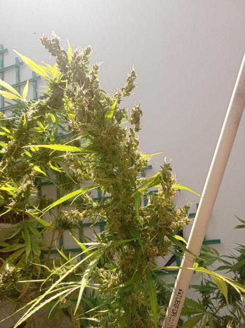(afghan kush auto) poor Summer part 1. Week 12