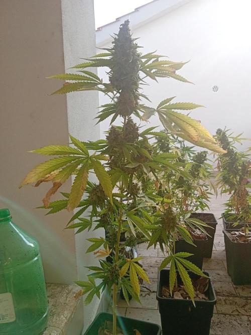 (afghan kush auto) poor Summer part 1. Week 12