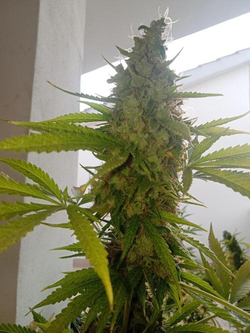 (afghan kush auto) poor Summer part 1. Week 12