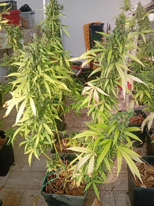 (afghan kush auto) poor Summer part 1. Week 12