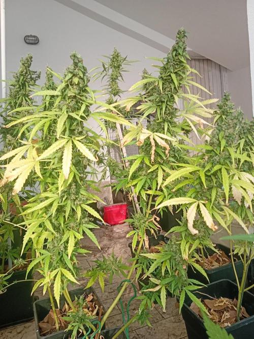 (afghan kush auto) poor Summer part 1. Week 12