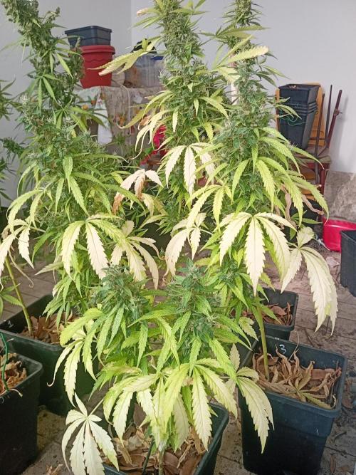 (afghan kush auto) poor Summer part 1. Week 12