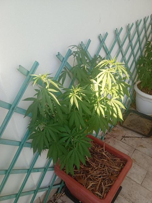 (Lemon mandarine) Poor Summer extra part. Week 12