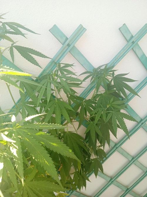(Lemon mandarine) Poor Summer extra part. Week 12