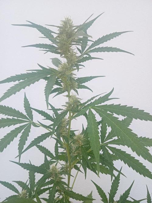 (🦍🍪 auto)"poor Summer part 3". Week 6