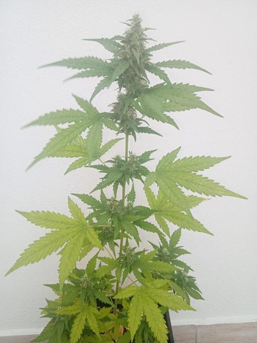 (🦍🍪 auto)"poor Summer part 3". Week 6