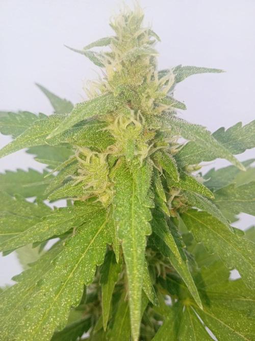 (🦍🍪 auto)"poor Summer part 3". Week 6
