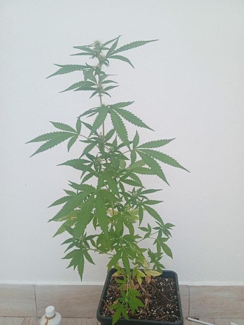 (🦍🍪 auto)"poor Summer part 3". Week 6