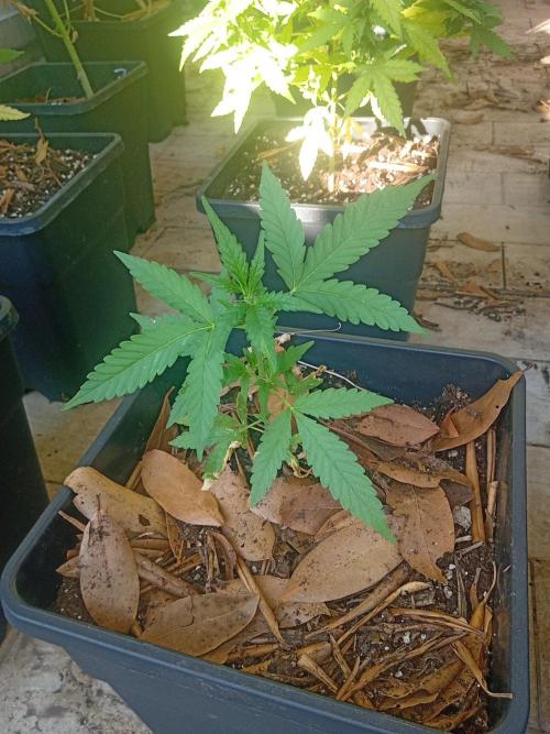 (🦍🍭gorilla z) poor Summer part 4. Week 4