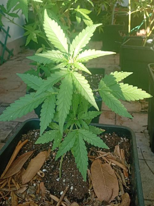 (🦍🍭gorilla z) poor Summer part 4. Week 4