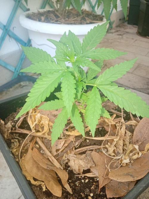 (🦍🍭gorilla z) poor Summer part 4. Week 4