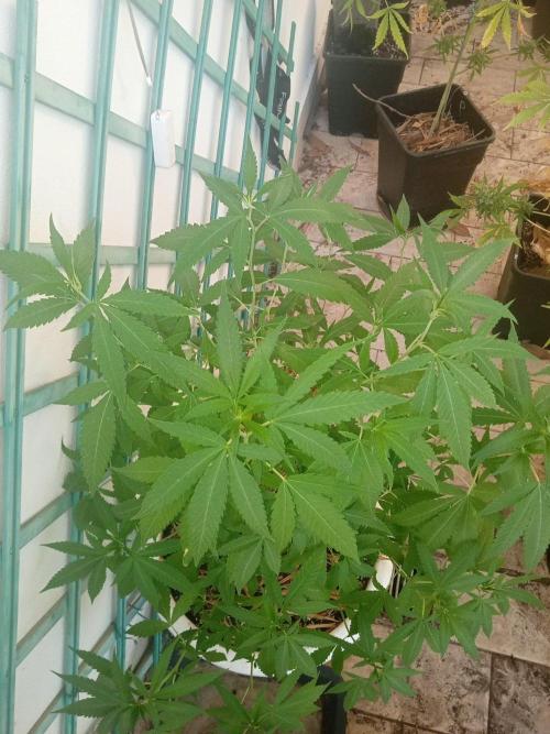 N13 kush re veg. Week 5