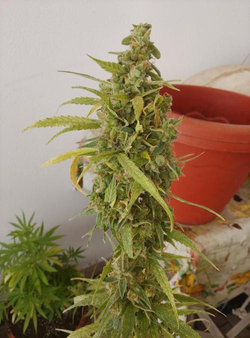 (afghan kush auto) poor Summer part 1. Week 15