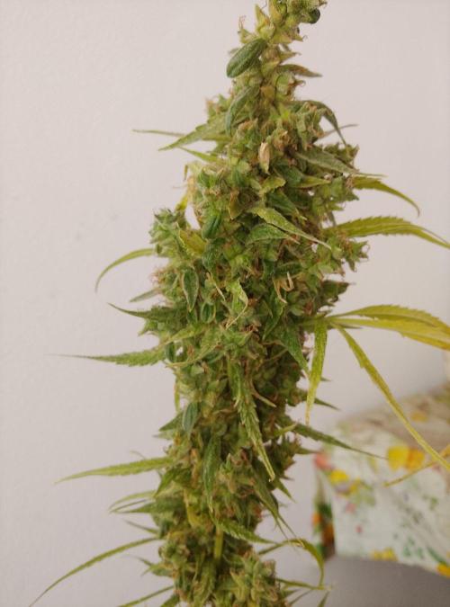 (afghan kush auto) poor Summer part 1. Week 15