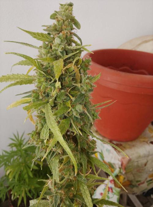 (afghan kush auto) poor Summer part 1. Week 15