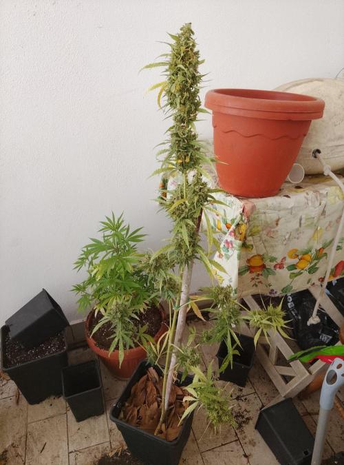 (afghan kush auto) poor Summer part 1. Week 15