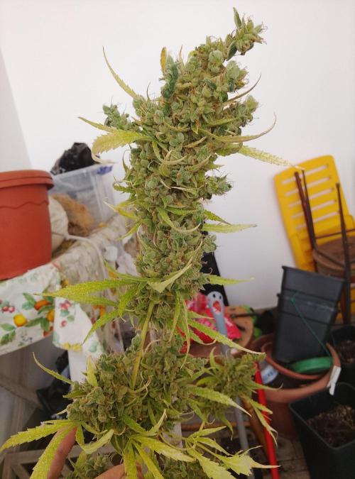 (afghan kush auto) poor Summer part 1. Week 15