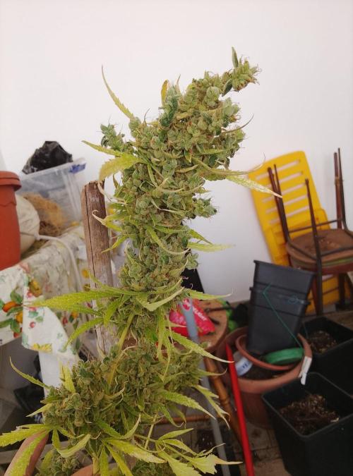 (afghan kush auto) poor Summer part 1. Week 15