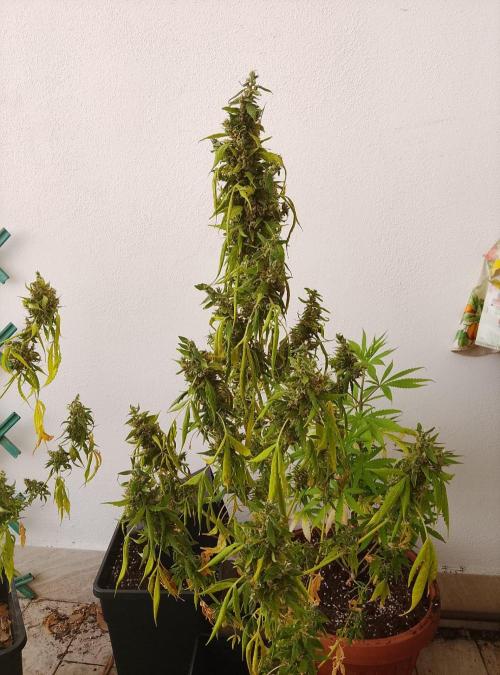 (afghan kush auto) poor Summer part 1. Week 15