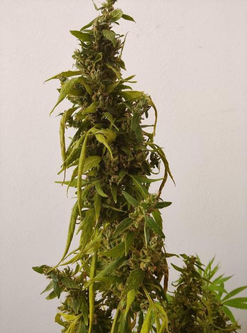 (afghan kush auto) poor Summer part 1. Week 15