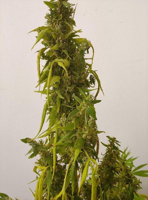 (afghan kush auto) poor Summer part 1. Week 15