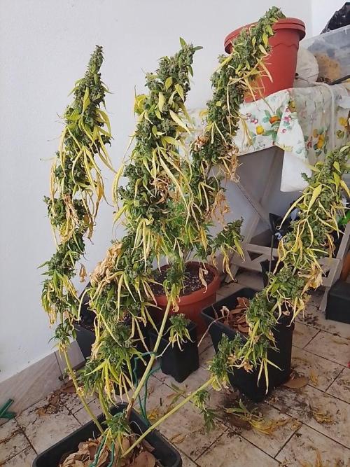 (afghan kush auto) poor Summer part 1. Week 15
