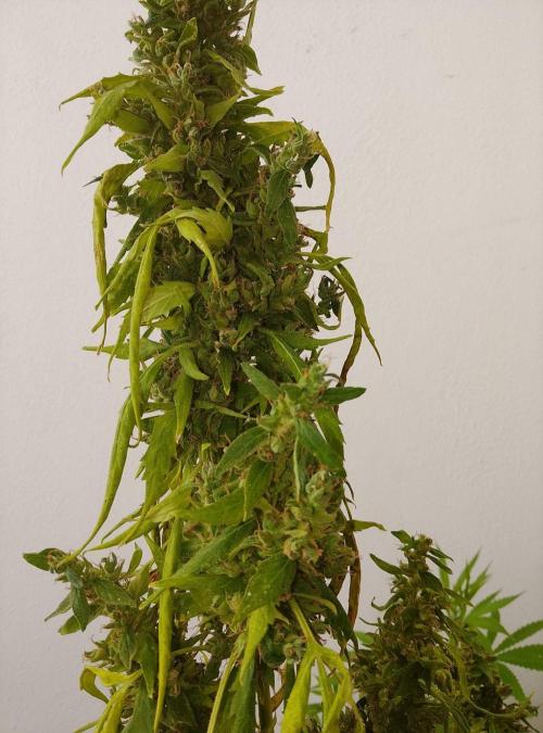 (afghan kush auto) poor Summer part 1. Week 15