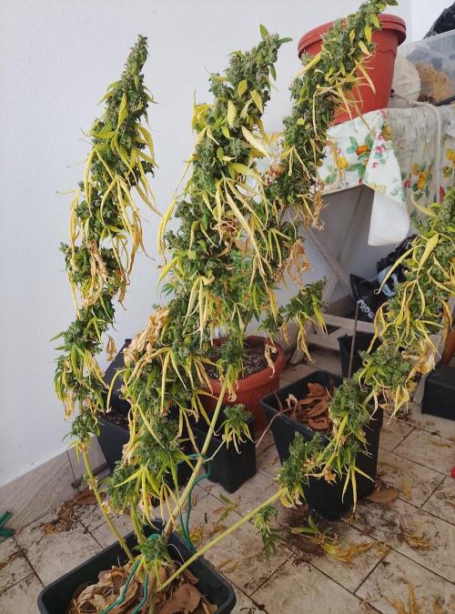 (afghan kush auto) poor Summer part 1. Week 15