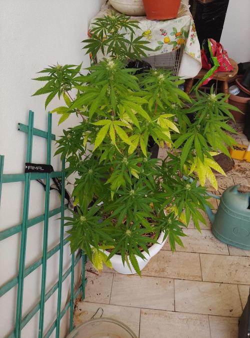 N13 Kush Fem. Week 14