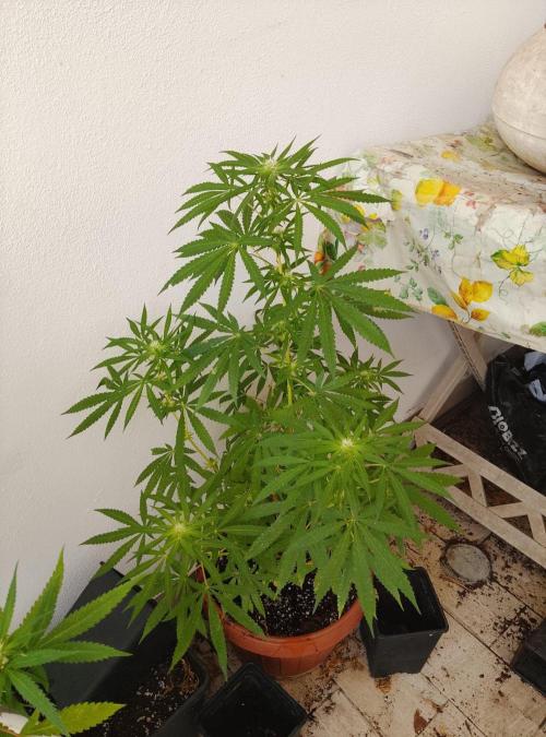 Bay Burger. Week 12