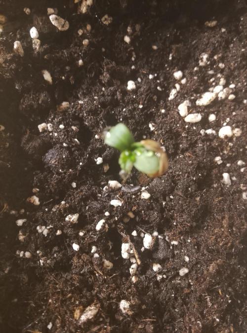 Sweet winter whit Crystal candy F1 F. F. Week 0 - Second plant