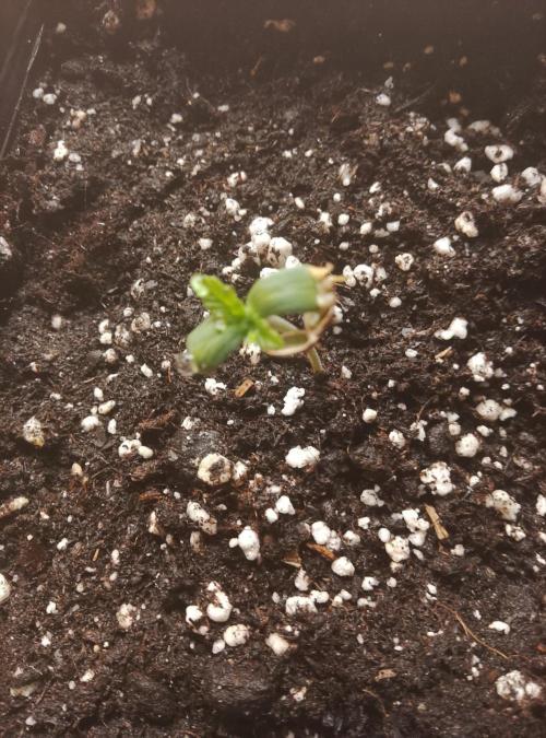 Sweet winter whit Crystal candy F1 F. F. Week 0 - Secondo day (afther 4 h of lights