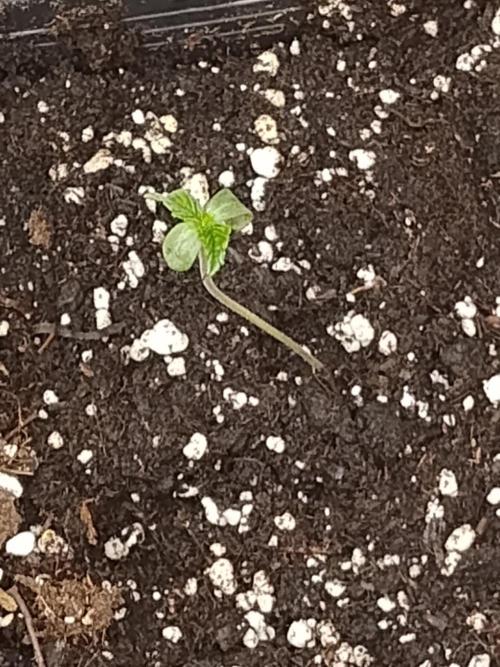 Sweet winter whit Crystal candy F1 F. F. Week 0 - Third day
Plant 2