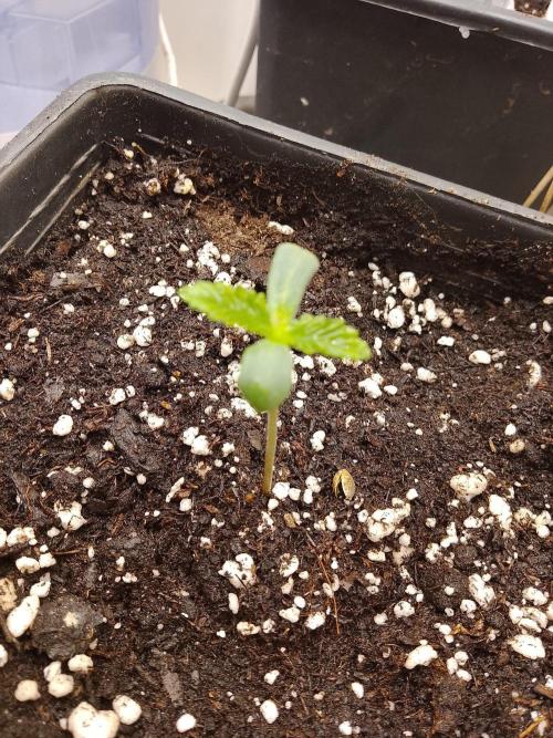 Sweet winter whit Crystal candy F1 F. F. Week 0 - Third day 
Plant1