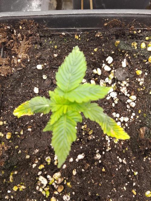 Sweet winter whit Crystal candy F1 F. F. Week 1 - Plant 1