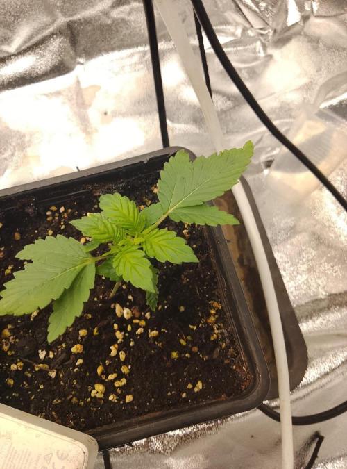 Sweet winter whit Crystal candy F1 F. F. Week 2