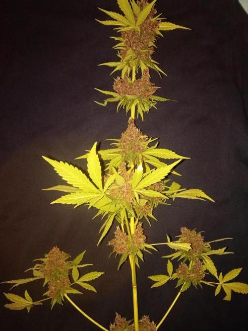 Banana purple punchRF3 Poor Summer part2. Week 11