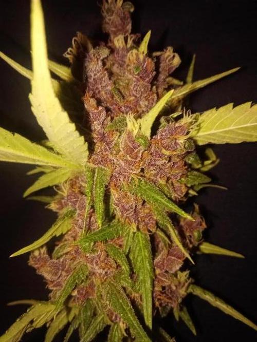 Banana purple punchRF3 Poor Summer part2. Week 11