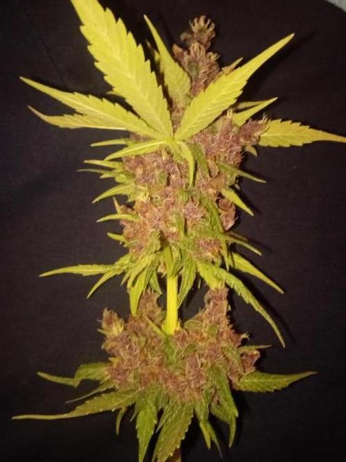 Banana purple punchRF3 Poor Summer part2. Week 11