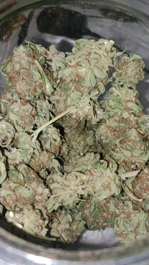 Divine seeds Euphoria competition