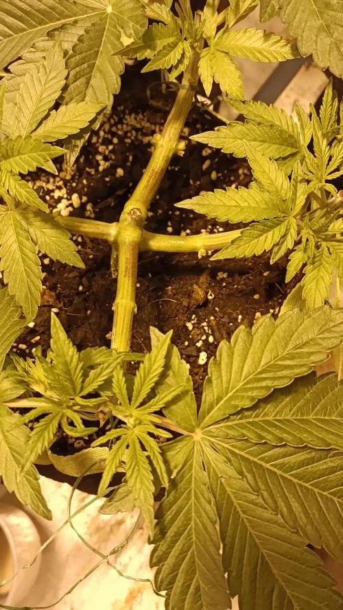 420Rainbow Melon - HPS Monsters 😈