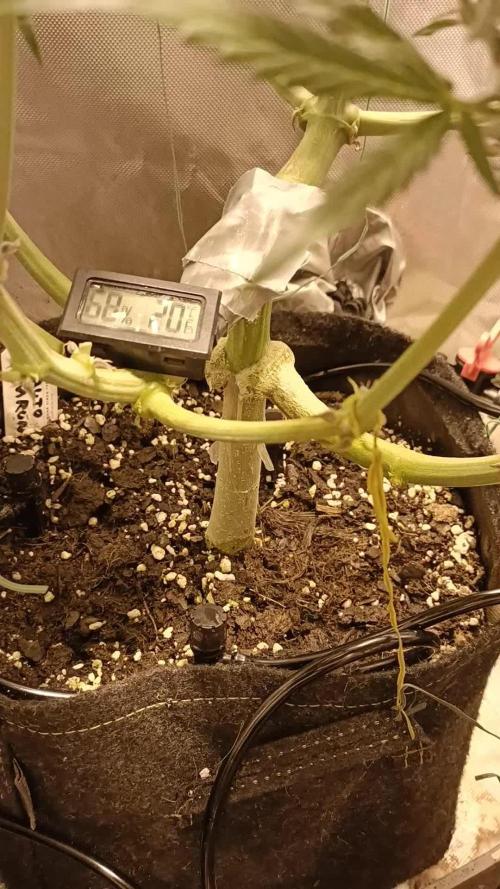 Melonade Runtz Auto🎬 2