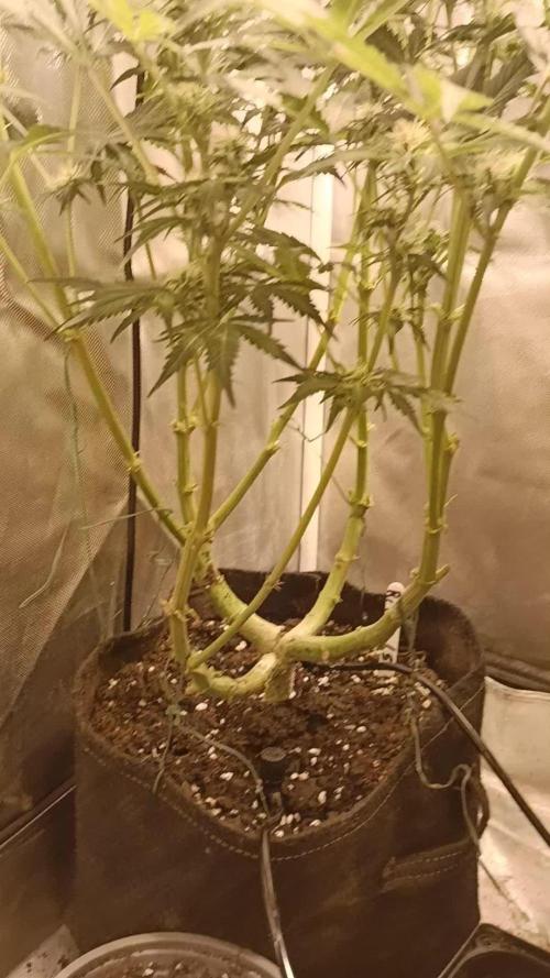 Red Mimosa XL Auto HPS